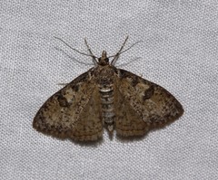 Palpita aenescentalis