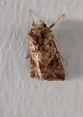 Ctenoplusia accentifera