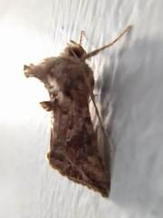 Ctenoplusia accentifera