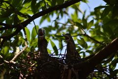 Gorsachius melanolophus