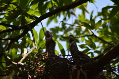 Gorsachius melanolophus