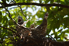 Gorsachius melanolophus
