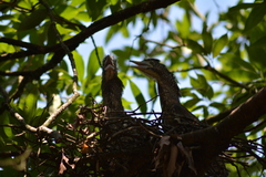 Gorsachius melanolophus