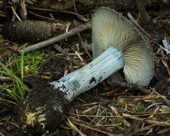 Cortinarius glaucocephalus