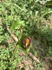Junonia sophia