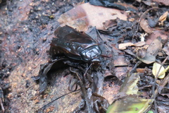 Panesthiinae