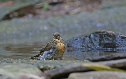 Indochinese Blue Flycatcher (Cyornis sumatrensis), photo 10