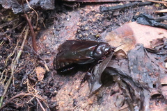 Panesthiinae