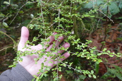 Coprosma rhamnoides