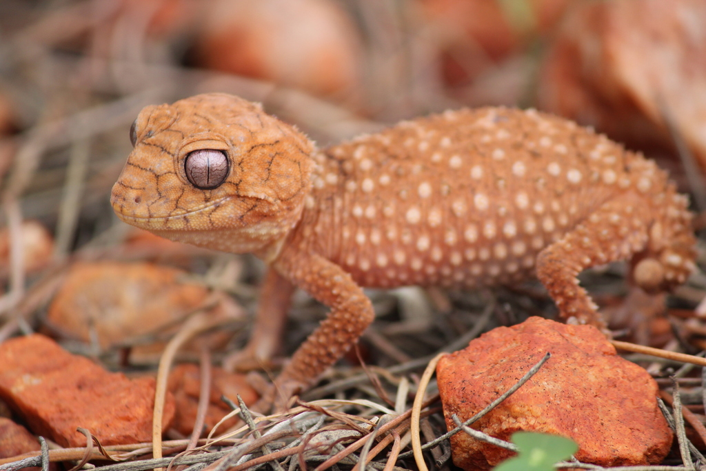 Gecko à queue de navet robuste (gecko à queue de navet de Centralie) (Nephrurus amyae)