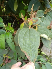 Miconia aeruginosa