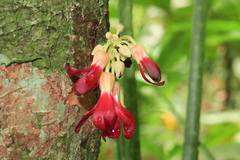Averrhoa bilimbi