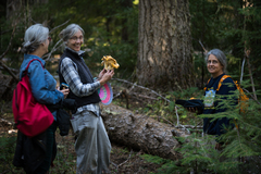 Cantharellus cascadensis