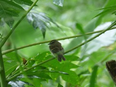 Cnemotriccus fuscatus