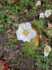 Anemonoides sylvestris