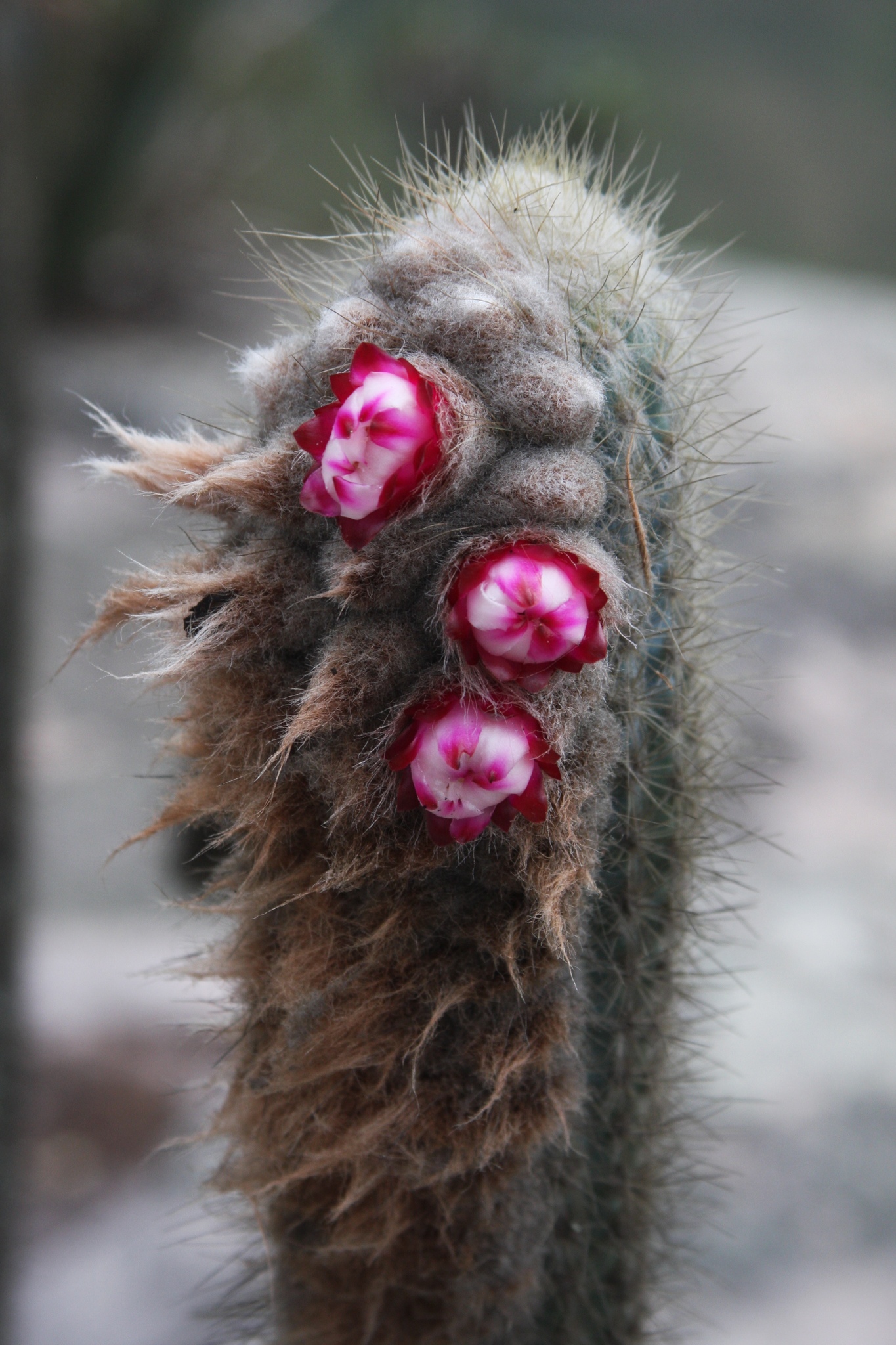 Micranthocereus purpureus