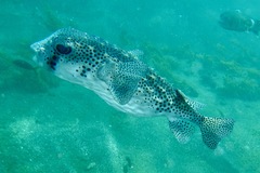 Chilomycterus reticulatus