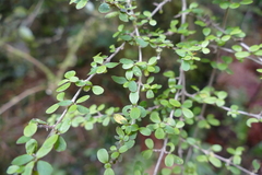 Coprosma rhamnoides