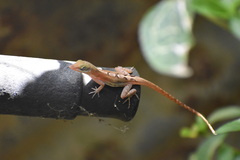 Anolis wattsii