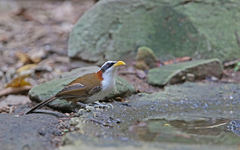 Pomatorhinus schisticeps