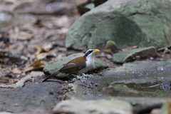 Pomatorhinus schisticeps