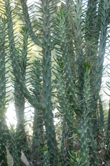 Austrocylindropuntia subulata