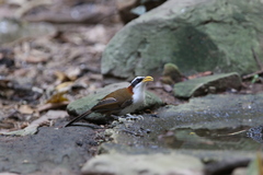 Pomatorhinus schisticeps