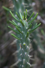 Austrocylindropuntia subulata