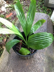 Corypha umbraculifera