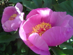 Paeonia coriacea