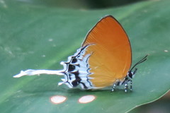 Eooxylides tharis distanti