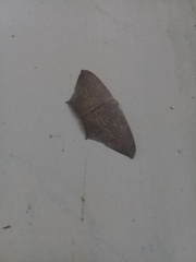 Prochoerodes tetragonata