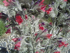 Echium albicans
