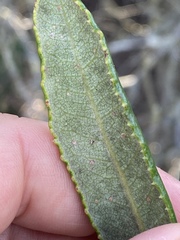 Comarostaphylis diversifolia diversifolia