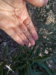 Comarostaphylis diversifolia diversifolia