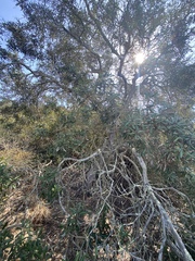 Comarostaphylis diversifolia diversifolia