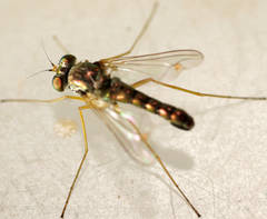 Dytomyia sordida