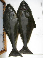 Hippoglossus stenolepis