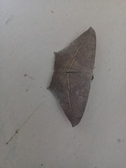 Prochoerodes tetragonata