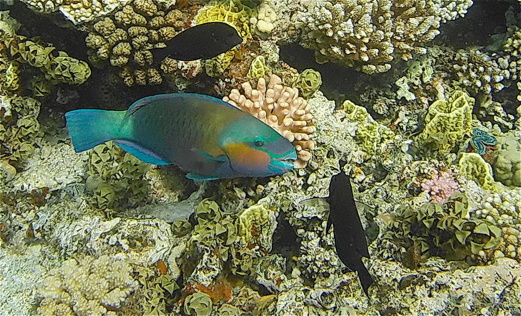 bullethead parrotfish