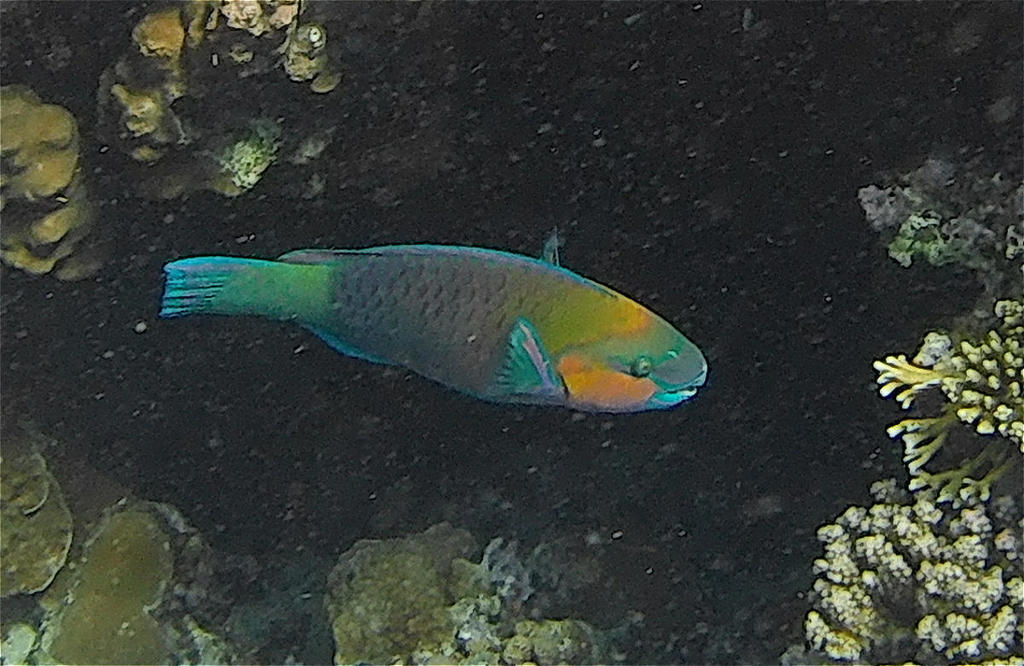 bullethead parrotfish