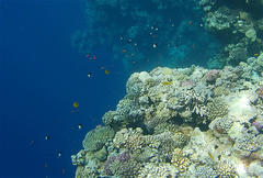 Pycnochromis dimidiatus