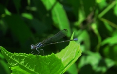 Argia pulla