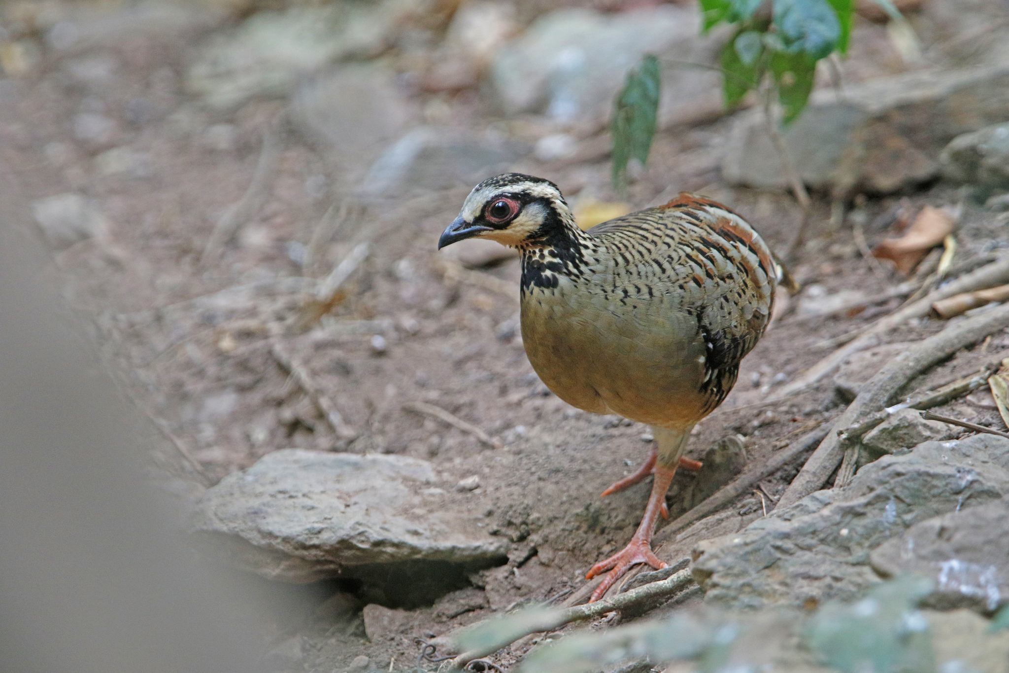 Bar-backed Partridge