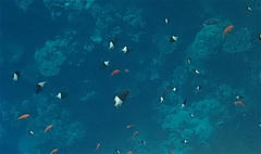 Pycnochromis dimidiatus