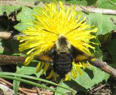 Proserpinus flavofasciata