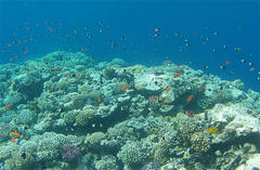 Pycnochromis dimidiatus