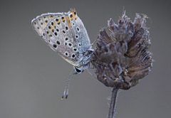 Lycaena bleusei