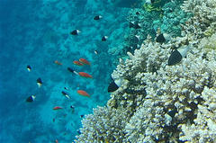 Pycnochromis dimidiatus