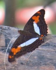 Adelpha phylaca